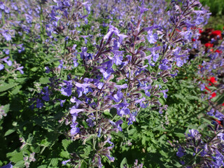 summer purple flowering meadow of fragrant medicinal sage