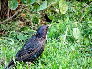 starling chick on bare ground among the thickets