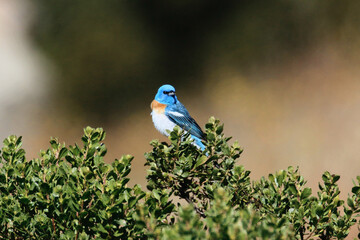 Lazuli Bunting