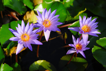 Purple Water Lilies in the Morning Sun - Powered by Adobe