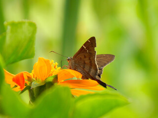 Borboleta