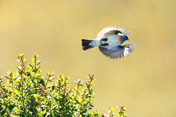 Lazuli Bunting