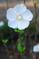 A Close-up Photo of an Attractive White Hibiscus