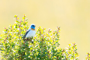 Lazuli Bunting