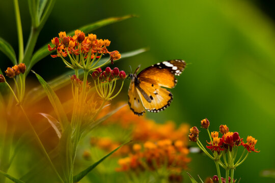 Plain tiger