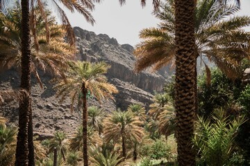 Fototapeta na wymiar Palm Trees against Mountain Background in Oman