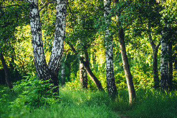 Scenic landscape with double tree in summer forest in sunlight. Green scenery with beautiful double birch in park in golden light. Wonderful nature view to birch grove in sunny morning. Fresh greenery