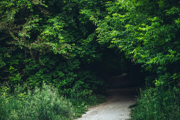 Tunnel in beautiful bushes close-up. Scenic nature green background of thicket. Landscape with trail among trees. Vivid scenery of rich greenery and footpath. Pathway through lush bushes in park.