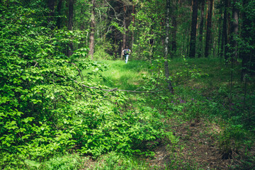 Beautiful dense forest scenery with trees and plants with vivid green foliage. Man got lost in deep forest surrounded by lush vegetation. Atmospheric summer woodland landscape with vivid greenery.