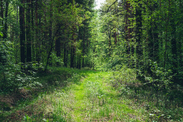 Fototapeta na wymiar Thickets in dense forest. Scenic view with contrasts of deep forest. Beautiful woody landscape surrounded by many trees and lush vegetation. Forest scenery with rich flora. Atmospheric woodland.