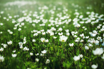 Obraz na płótnie Canvas morning, fresh and summer meadow with lots of white flowers anemones