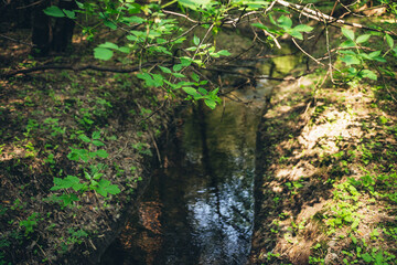 Beautiful vivid green leaves in sunlight above small river in bokeh in sunny forest. Rich vegetation and sky reflected in water of forest stream. Colorful view to plants in taiga. Nature background.
