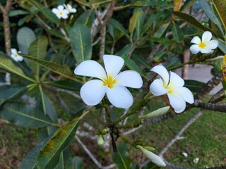 Plumeria flower or Frangipani Scientific name: Plumeria white flower in the middle of the yellow flower, rounded leaf tip, natural background.