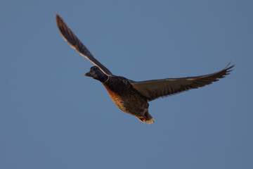 Close up of a male wild duck approaching,  seen in a North California marsh at sunset
