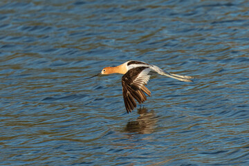 Close-up of an American avocet flying over water , seen in the wild in a North California marsh 