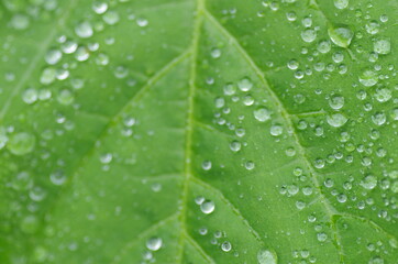 水滴の付いた葉のアップ