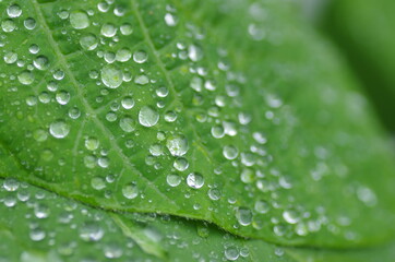 水滴の付いた葉のアップ