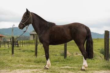 Fototapeta premium Brazilian Creole horse 