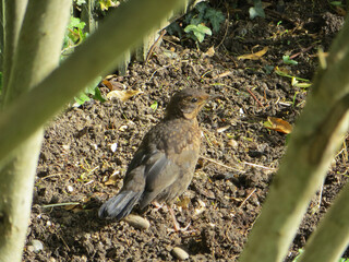 starling chick on bare ground among the thickets