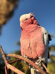 parrot on a branch