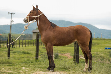 Brazilian Creole horse "Crioulo", typical man horse from southern Brazil