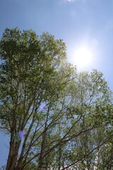 夏の日差しが当たる長野県信州の志賀高原