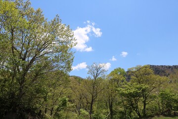Fototapeta na wymiar 夏の日差しが当たる長野県信州の志賀高原