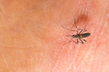 Mosquitoes are sucking blood on the skin ,Mosquitoe is carriers of dengue fever.