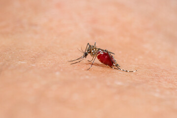 Mosquitoes are sucking blood on the skin ,Mosquitoe is carriers of dengue fever.