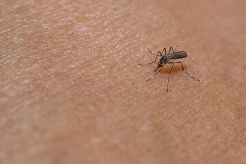Mosquitoes are sucking blood on the skin ,Mosquitoe is carriers of dengue fever.