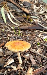 mushroom in the forest