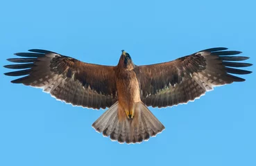 Fototapeten Booted Eagle flying on blue sky ,The smallest eagle that flies fast and attacks accurately © chamnan phanthong