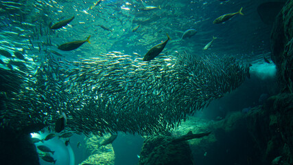 Fototapeta premium Sardine baitball