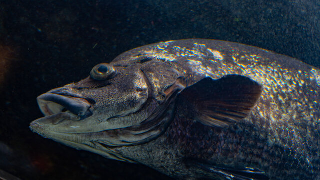 Swimming fish (black sea bream)