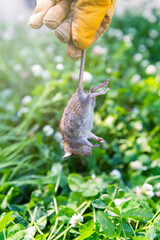 Gloved Hand Holding Young Dead Rat in Garden