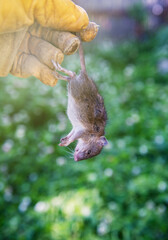 Gloved Hand Holding Young Dead Rat in Garden