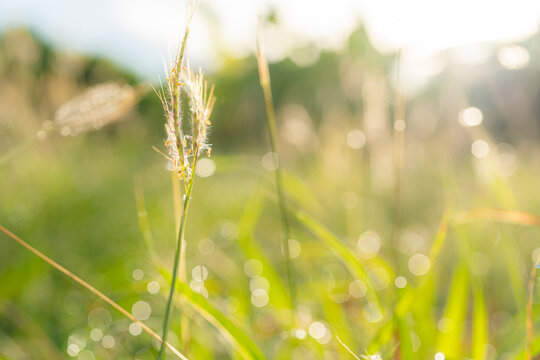 Wwild flower with blur bokeh of dewdrop on grass