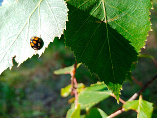 ladybug crawls on green birch leaf in bright sunlight. High quality photo