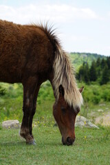 Flowers, Animals, Landscapes, Nature, Unique, Grayson Highlands State Park, Ponies, Pony, Wild