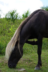 Flowers, Animals, Landscapes, Nature, Unique, Grayson Highlands State Park, Ponies, Pony, Wild