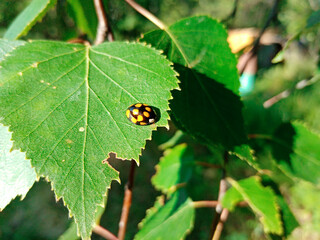 ladybug crawls on green birch leaf in bright sunlight. High quality photo