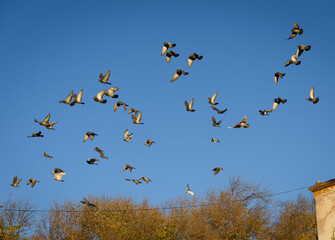 Bandada de palomas sobre cielo límpido y azul