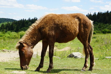 Fototapeta premium Flowers, Animals, Landscapes, Nature, Unique, Grayson Highlands State Park, Ponies, Pony, Wild