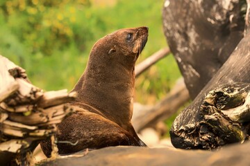 Seal