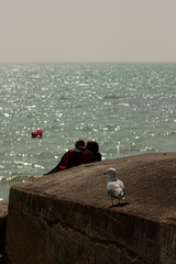 Close up image of a seagull resting on the concrete wall of a pier while a couple is seen in the background relaxing and enjoying the seascape