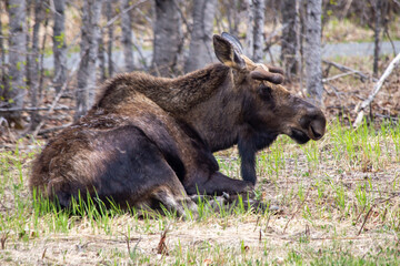 Alaskan bull moose in the woods