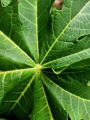green leaf texture