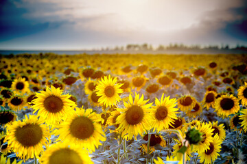 Obraz premium sunflower field with blue sky