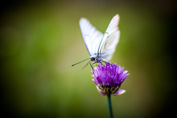 Butterfly Cabbage on a clover flower