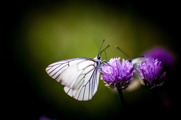 Butterfly Cabbage on a clover flower